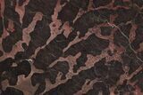 Polished Linella Avis Stromatolite Slab - Million Years #208165-1